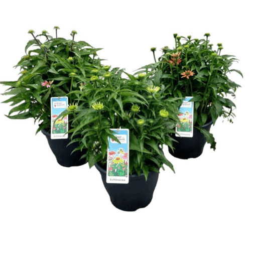 Echinacea p. 'Powwow Wild Berry' P26 Kaunopunahattu