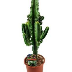 Euphorbia ingens P17 tyräkki