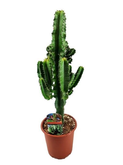 Euphorbia ingens P17 tyräkki