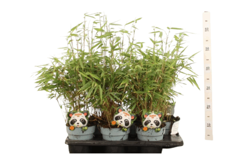 Fargesia rufa C1.5 Vuoriruokobambu