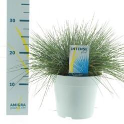 Festuca glauca 'Intense Blue'® C2 sininata