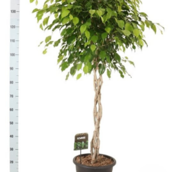 Ficus benjamina 'Exotica' P32 punotulla rungolla limoviikuna