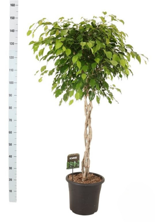 Ficus benjamina 'Exotica' P32 punotulla rungolla limoviikuna