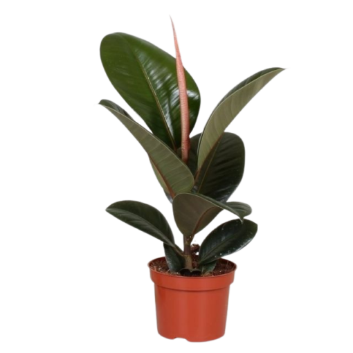 Ficus elastica  'Robusta' kumipuu 35 cm