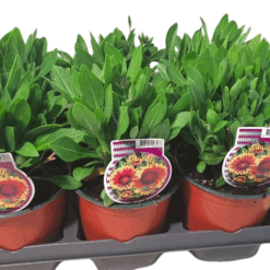Gaillardia aristata 'Guapa Flamenco' C1.5 Syyssädekukka