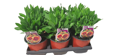 Gaillardia aristata 'Guapa Flamenco' C1.5 Syyssädekukka