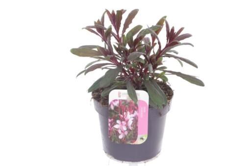 Gaura lindh. 'Gaudi' vaaleanpunainen P13 Sirokesäkynttilä
