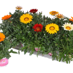 Gazania 'Big Kiss' mix P12 Timanttikukka