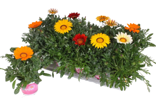 Gazania 'Big Kiss' mix P12 Timanttikukka