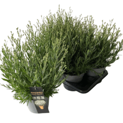 Gypsophila 'Summer Sparkles' P17 Harsokukka