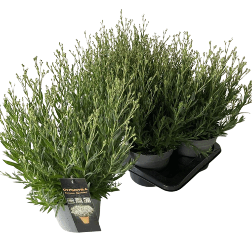 Gypsophila 'Summer Sparkles' P17 Harsokukka