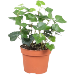 Hedera hibernica P13 muratti