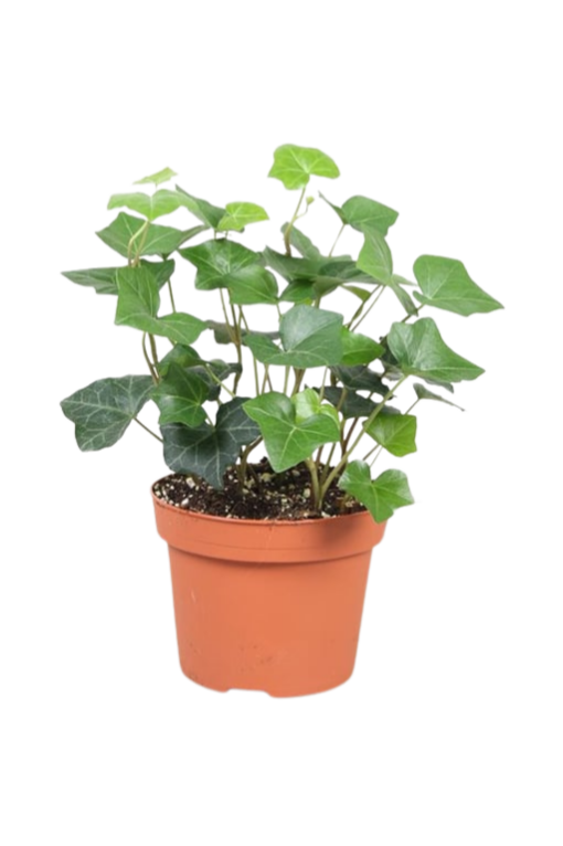 Hedera hibernica P13 muratti
