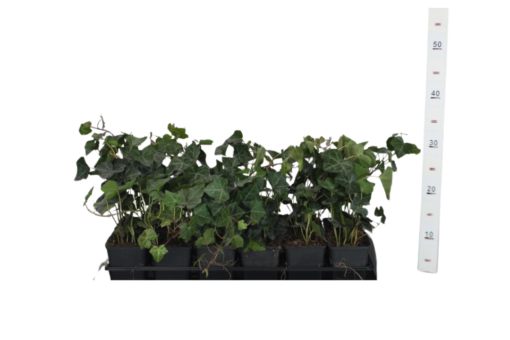 Hedera hibernica P9 muratti