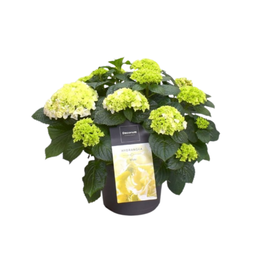 Hydrangea macrophylla P23 Patiohortensia valkoinen