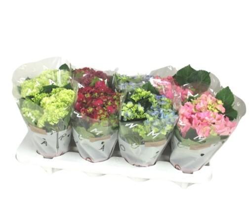 Hortensia mix värit P10.5