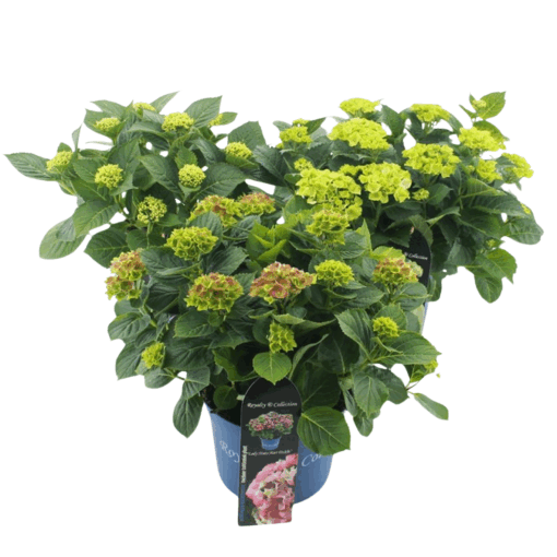 Hydrangea m. 'Royalty'® mix C5 Patiohortensia eri värejä