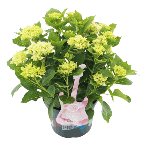 Hydrangea m. 'Soft Pink Salsa'® P23 Patiohortensia vaaleanpunainen