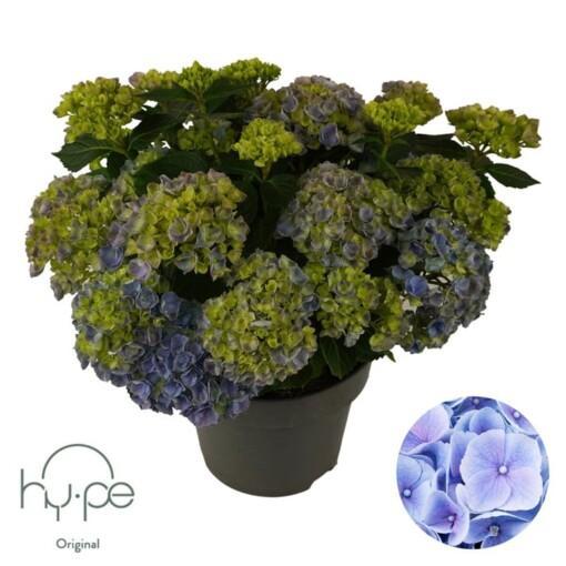 Hydrangea macrophylla P23 Patiohortensia sininen 10+