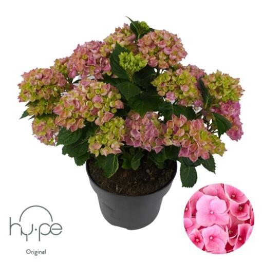 Hydrangea macrophylla P23 Patiohortensia vaaleanpunainen 10+