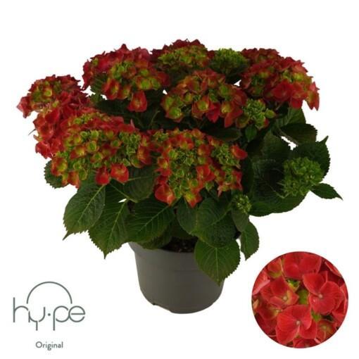 Hydrangea macrophylla P23 Patiohortensia punainen 10+