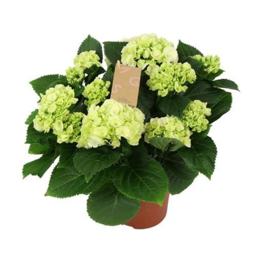 Hydrangea m. P14 valkoinen ruukkuhortensia