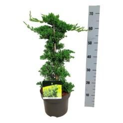Juniperus procumbens 'Nana' 40-50 cm C5 Harokataja