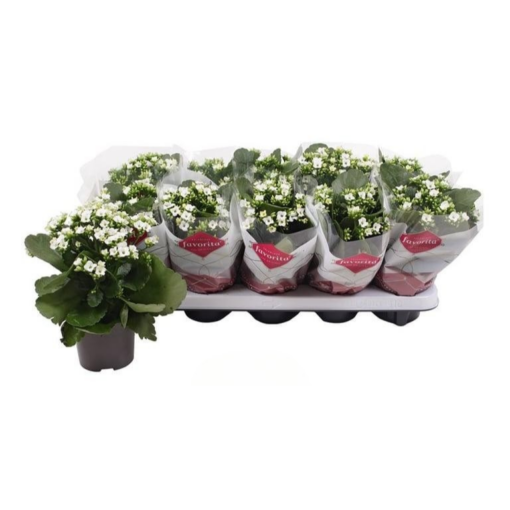 Tulilatva valkoinen P10.5 Kalanchoe
