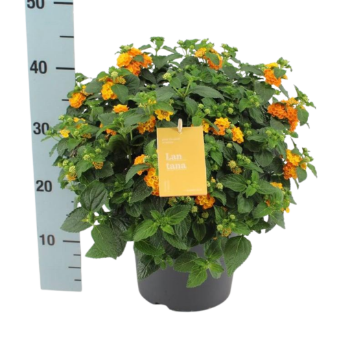 Lantana ocher P23 oranssi Tulikruunu