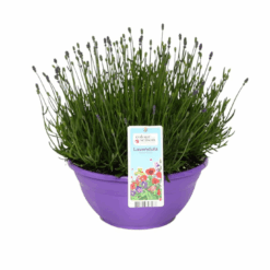 Lavandula ang. 'Essence Purple' P30 cm vati Tähkälaventeli