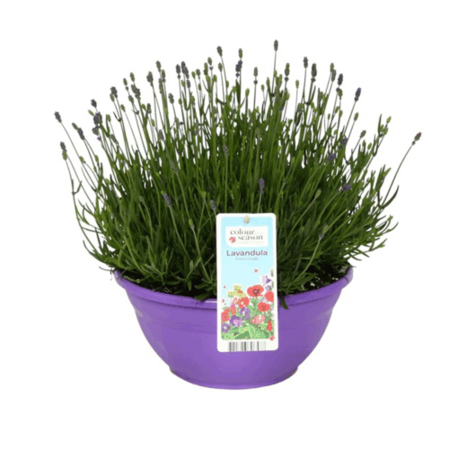 Lavandula ang. 'Essence Purple' P30 cm vati Tähkälaventeli