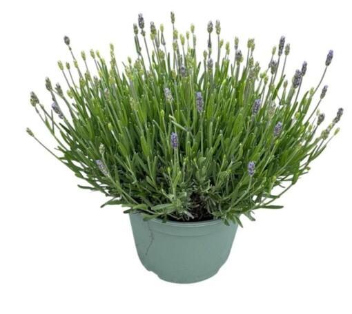 Lavandula ang. 'Hidcote' P23 Tähkälaventeli