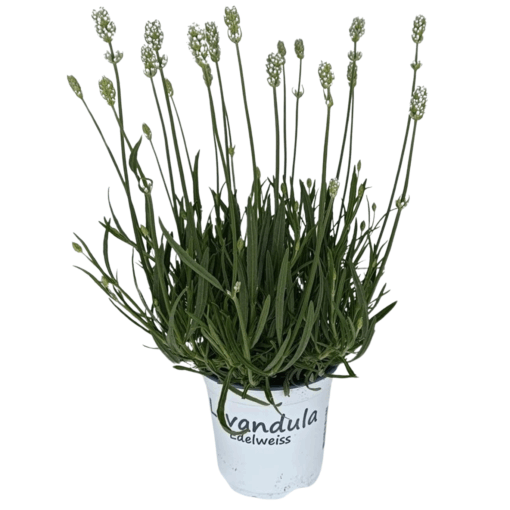 Lavandula interm. 'Edelweiss' P12 Tähkälaventeli