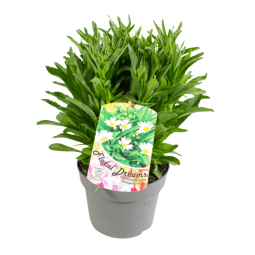 Leucanthemum maximum C3 Isopäivänkakkara