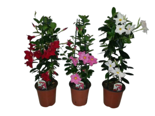 Mandevilla 'Sundaville' P19 Maljaköynnös eri värejä