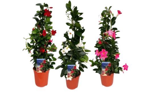 Mandevilla 'Sundaville' P19 Maljaköynnös eri värejä