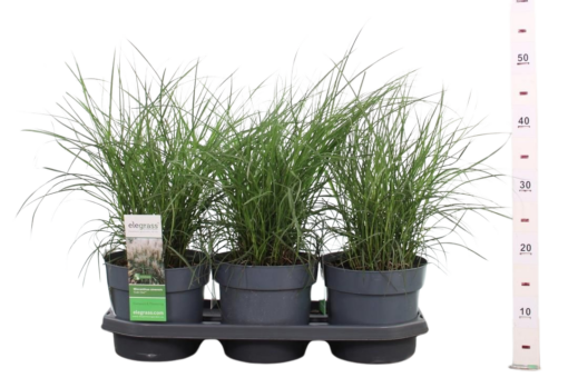 Miscanthus sin. 'Cute One' C3 elefanttiheinä