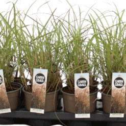 Miscanthus sin. 'Silberfeder' P14 Elefanttiheinä