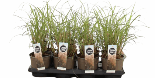 Miscanthus sin. 'Silberfeder' P14 Elefanttiheinä