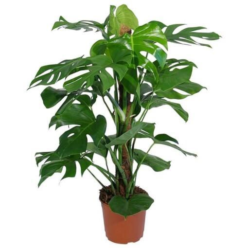 Monstera pertusum P19 peikonlehti sammaltukikepissä 80 cm