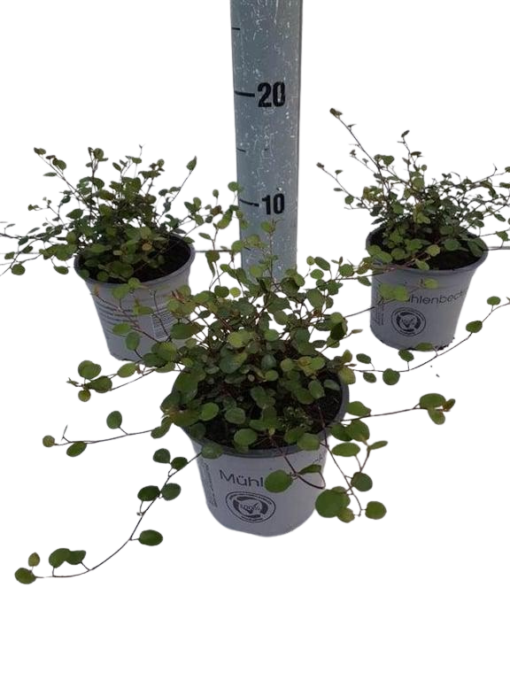 Muehlenbeckia com. 'Maori' P11 lankaköynnös