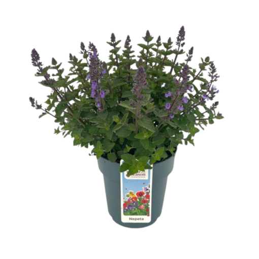 Nepeta 'Purrsian Blue' C1.5 Mirrinminttu