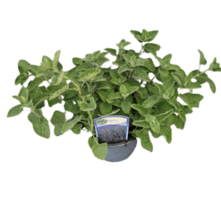 Nepeta faassenii P13 Mirrinminttu