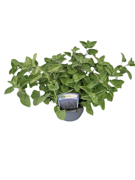 Nepeta faassenii P13 Mirrinminttu