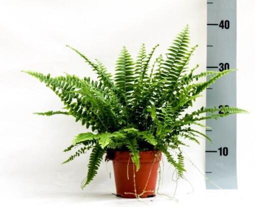 Nephrolepis exal. 'Green Lady' P12 Sulkasaniainen