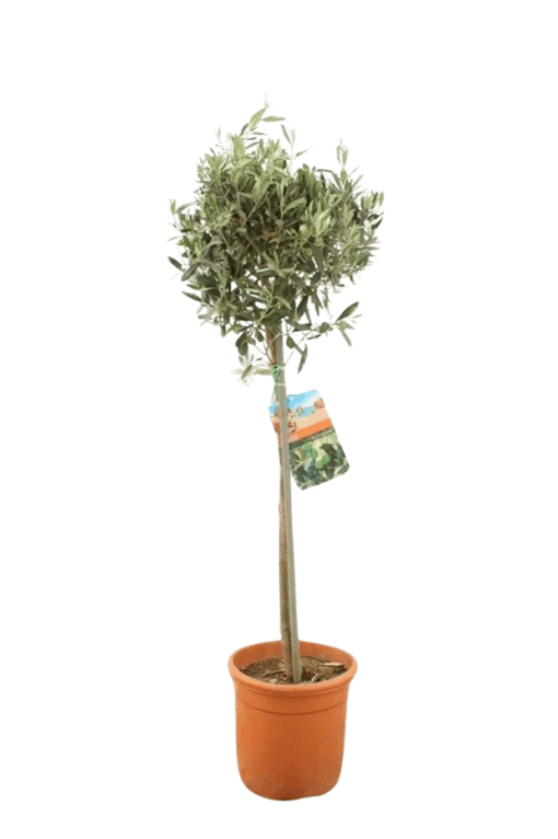Olea europeana P21 110 cm Oliivipuu