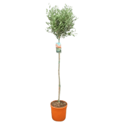 Olea europeana P27 170 cm oliivipuu
