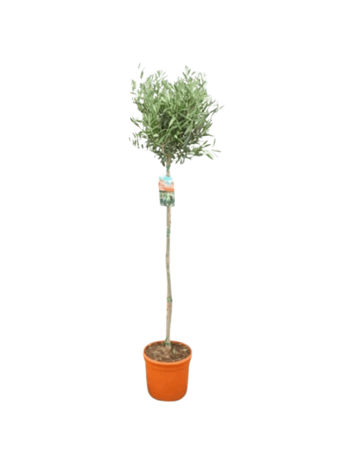 Olea europeana P27 170 cm oliivipuu
