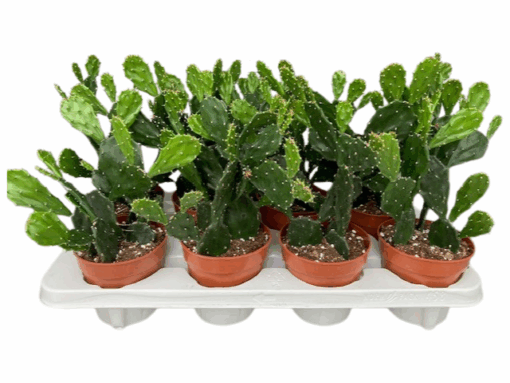 Opuntia jamaicensis P12 opuntia