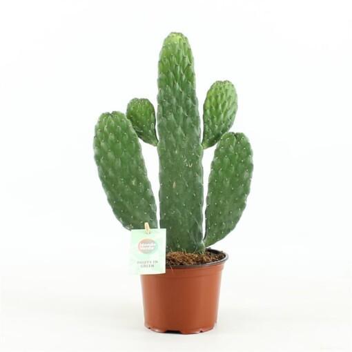 Opuntia rubescens (consolea) P12 opuntia